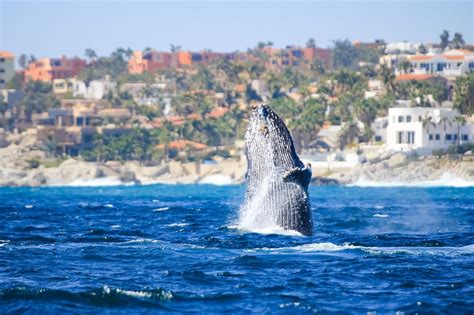 $1012 USD. . Cabo san lucas whale watching